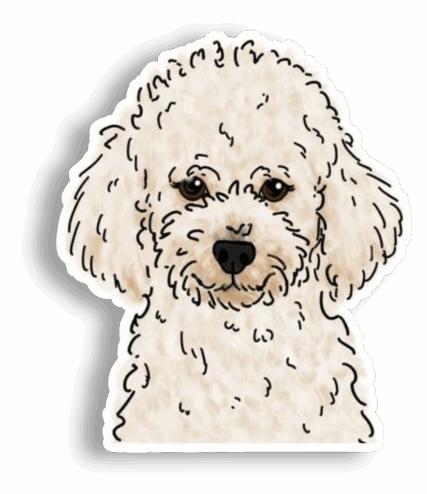 French poodle face