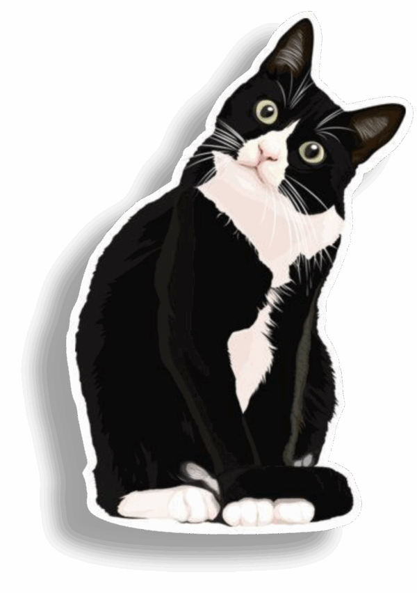 Gato negro